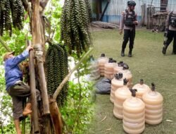 Polisi Amankan Ratusan Liter Ballo di Wamena, Berapa Persen Alkohol Ballo?